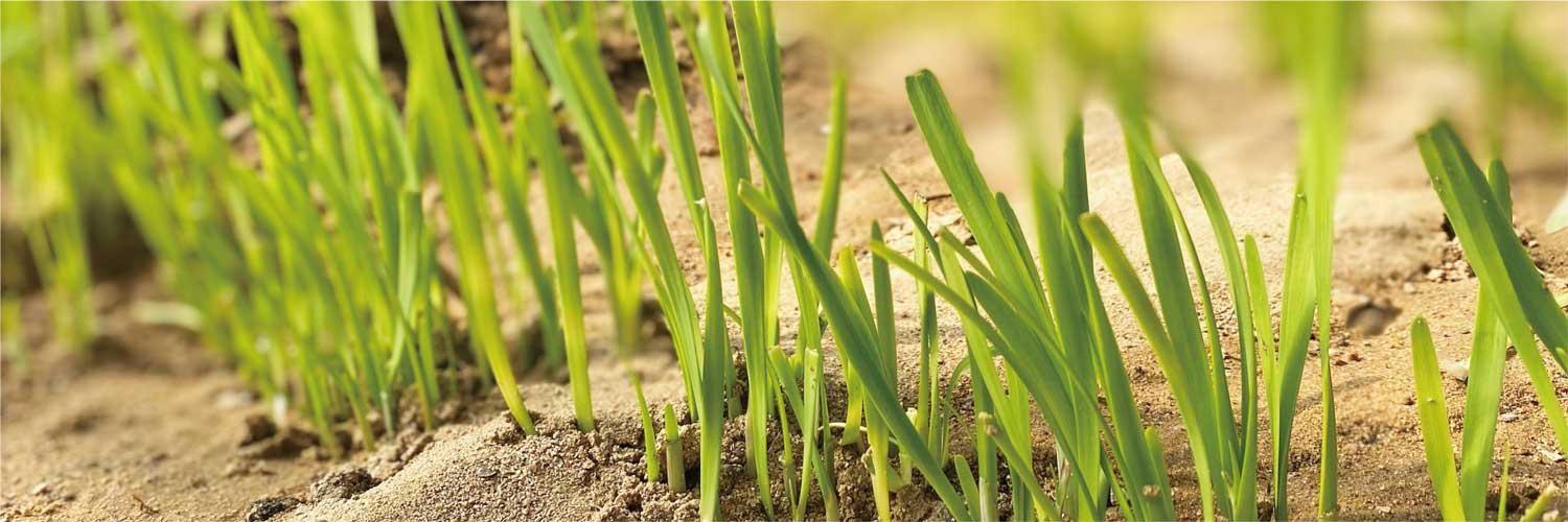 不打农药的韭菜,到底有没有?